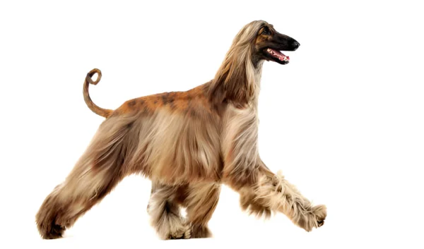 Afghan Hound