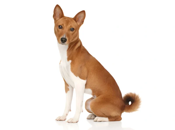Basenji