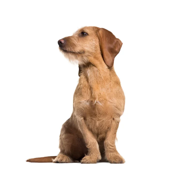 Basset Fauve de Bretagne