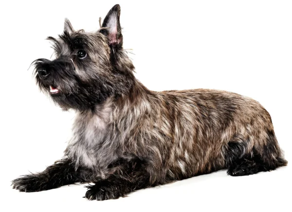 Cairn Terrier