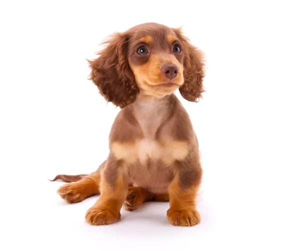Dachshund