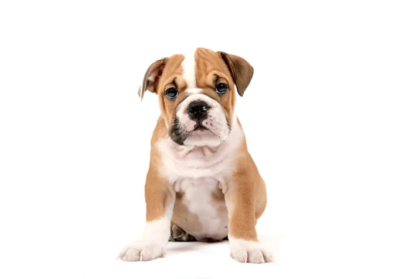English Bulldog