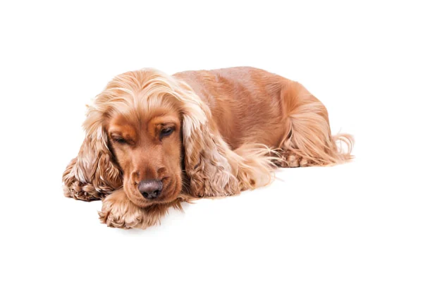 Field Spaniel