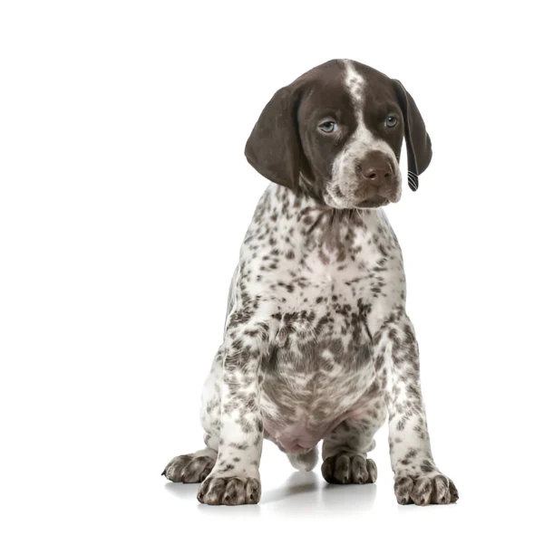 German Shorthaired Pointer
