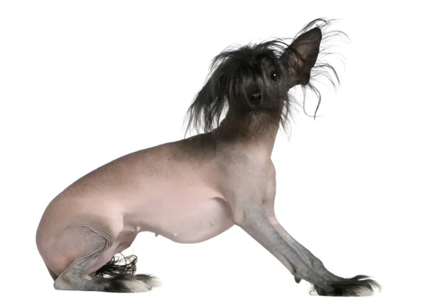 Hairless Chinese Crested