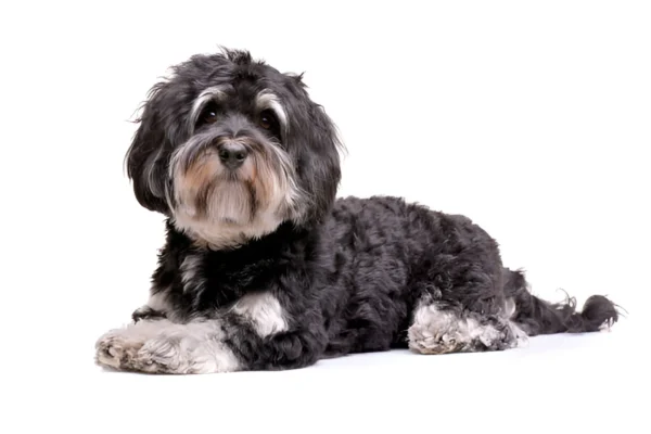 Havanese