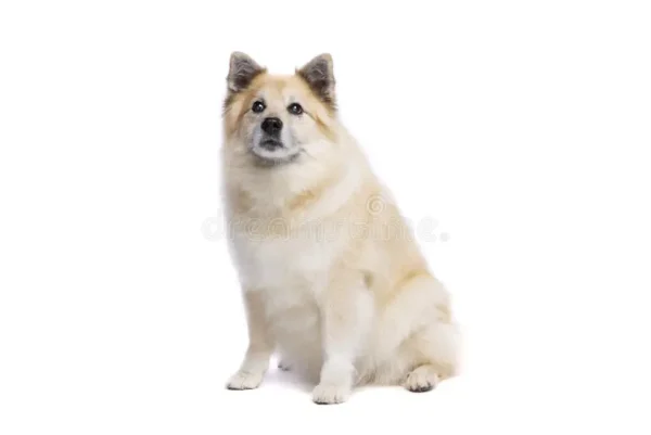 Icelandic Sheepdog