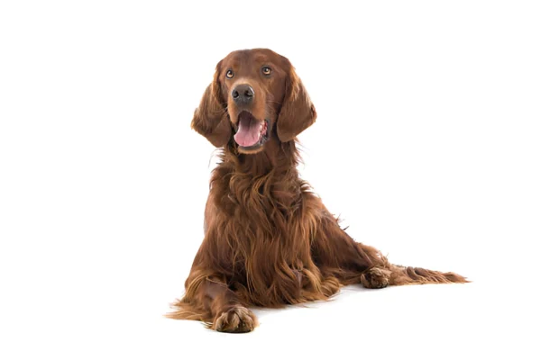 Irish Setter