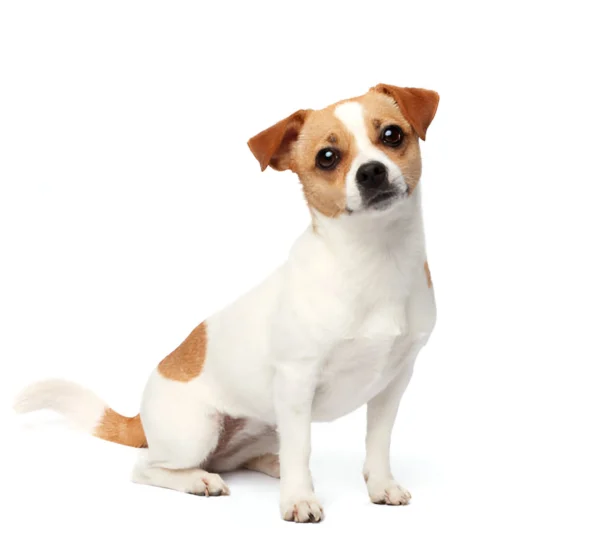 Jack Russell Terrier