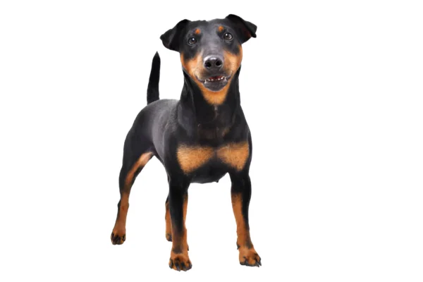Jagdterrier