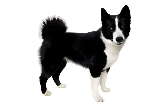 Karelian Bear Dog
