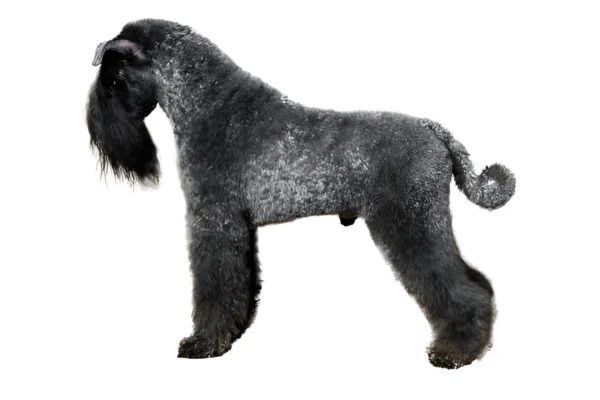 Kerry Blue Terrier