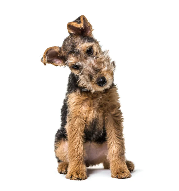 Lakeland Terrier
