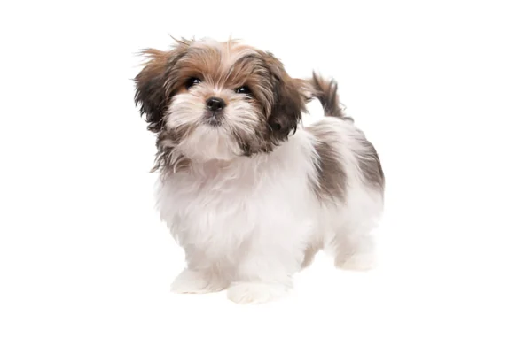 Maltese