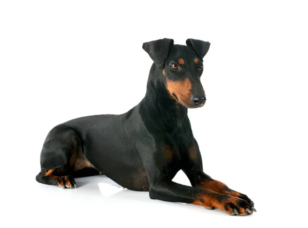 Manchester Terrier