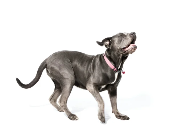 Neapolitan Mastiff