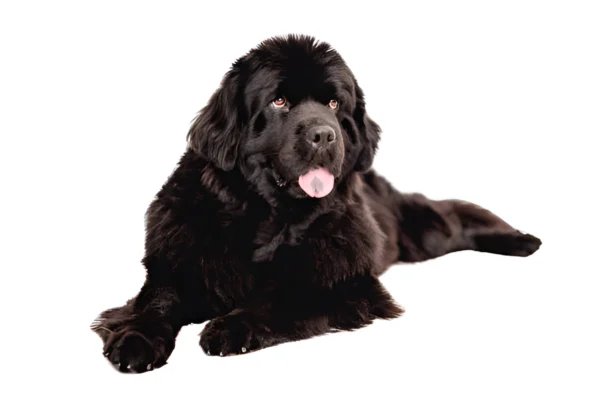 Newfoundland