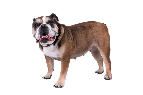 Old English Bulldog