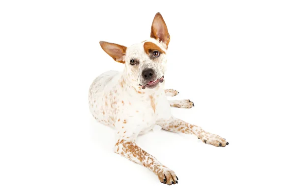 Queensland Heeler
