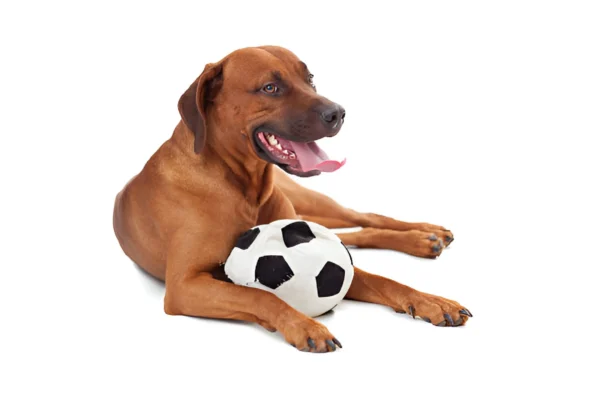Rhodesian Ridgeback