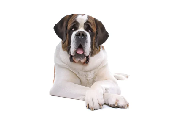 Saint Bernard