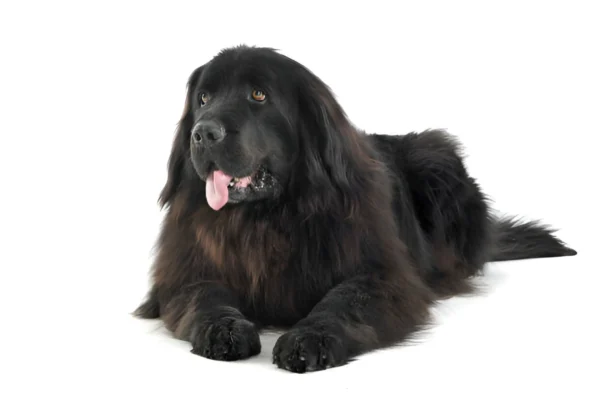 Tibetan Mastiff