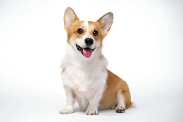 Welsh Corgi (Cardigan)