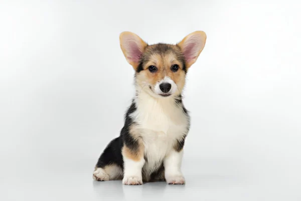 Welsh Corgi (Pembroke)