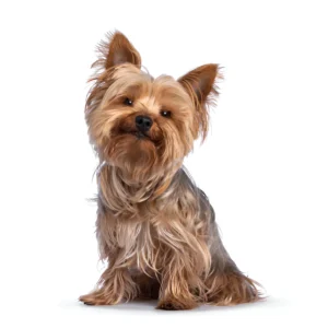 yorkshire terrier dog breed