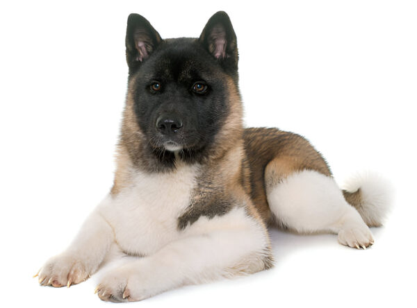 Akita
