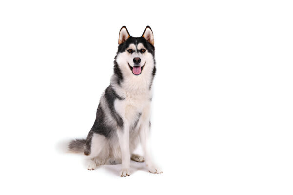 Alaskan Malamute