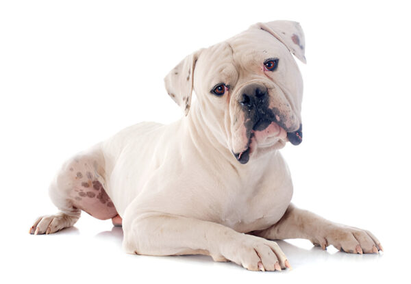 American Bulldog