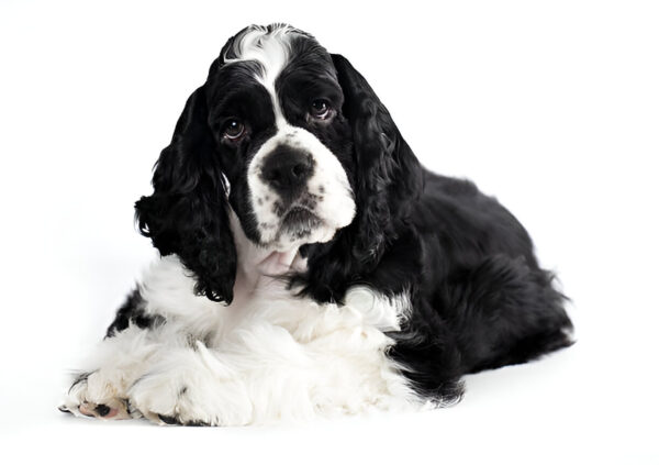 American Cocker Spaniel