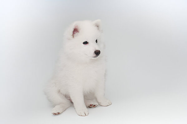 American Eskimo Dog