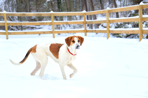 American Foxhound