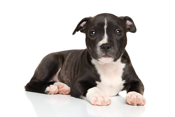 American Staffordshire Terrier