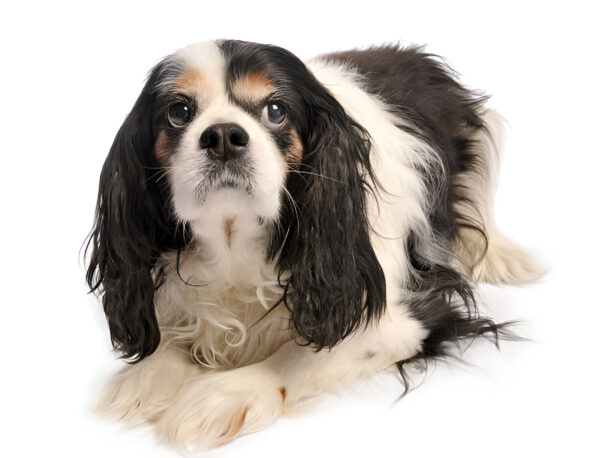 American Water Spaniel