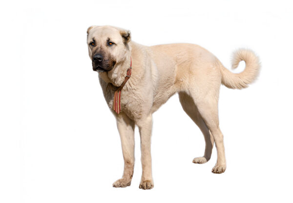 Anatolian Shepherd