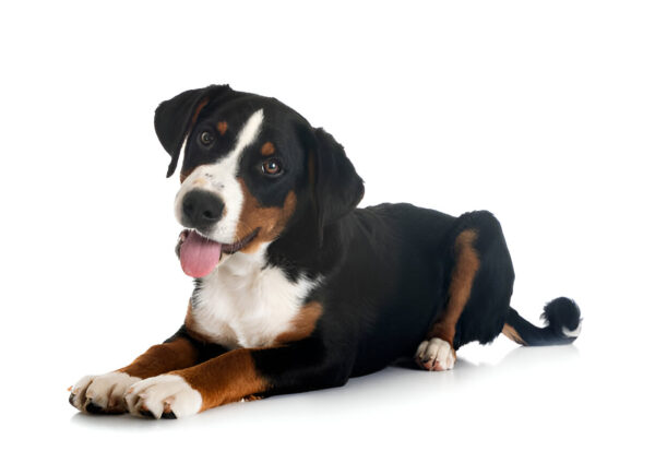 Appenzeller Sennenhund