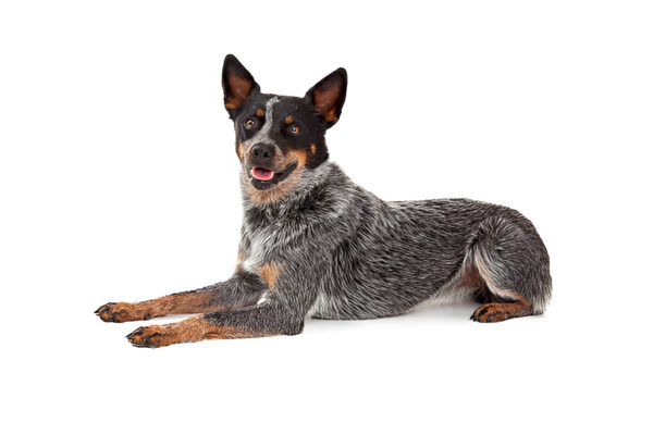 Australian Cattle Dog
