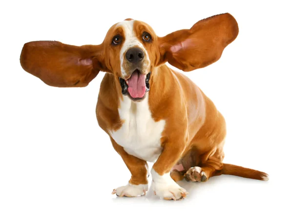 Basset Hound