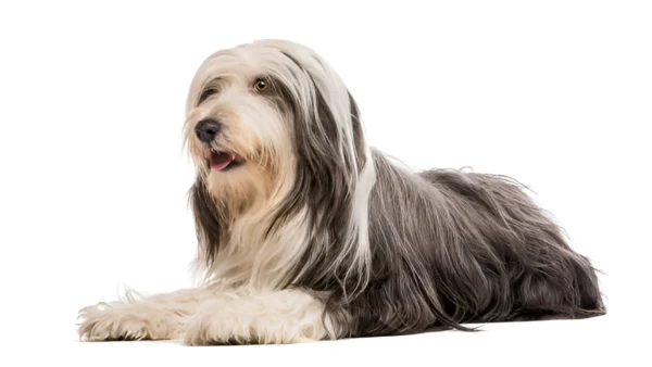 Bearded Collie