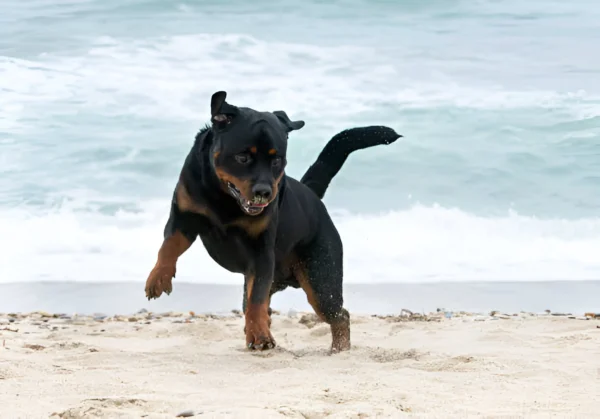 Beauceron