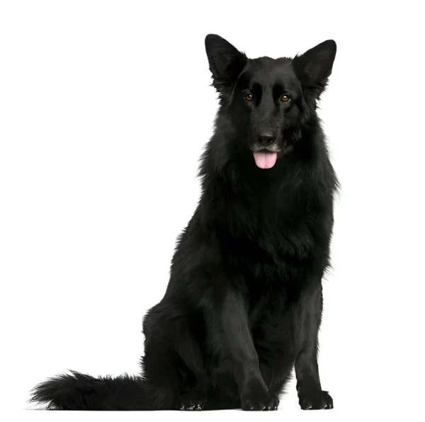 Belgian Shepherd (Groenendael)