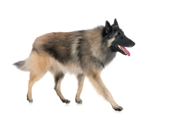 Belgian Shepherd (Tervuren)