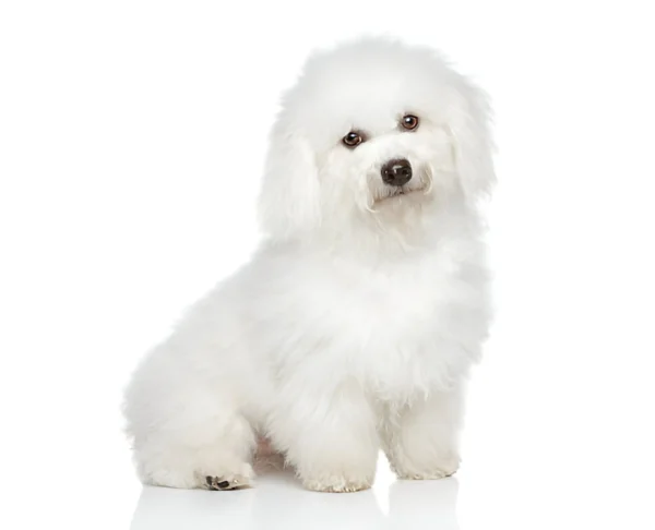 Bichon Frise