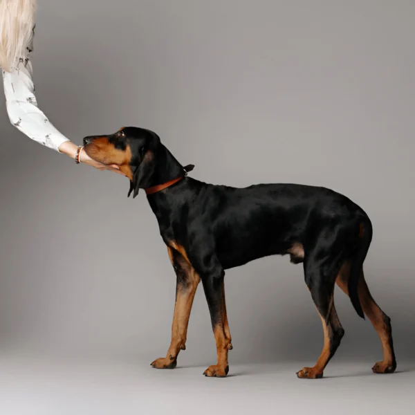 Black and Tan Coonhound