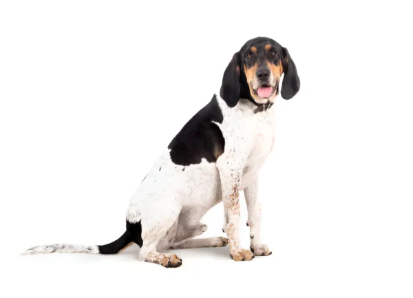 Bluetick Coonhound