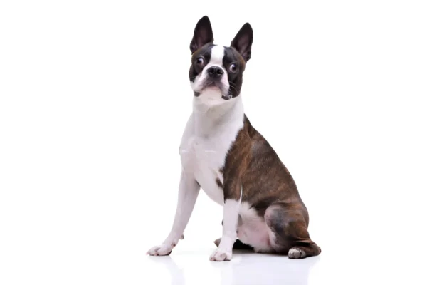 Boston Terrier