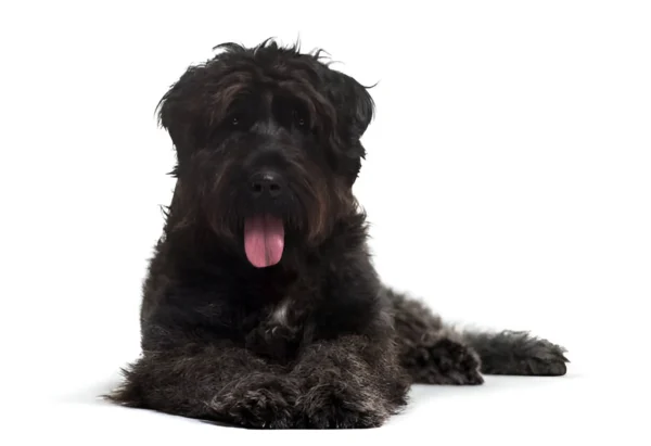 Bouvier des Flandres